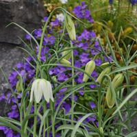fritillaria-meleagris-alba-2789-3262-1.jpg