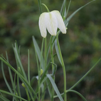fritillaria-meleagris-alba-2789-3262.jpg