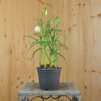 fritillaria-meleagris-alba-weiss-14er-3262-1.jpg