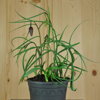 fritillaria-meleagris-mix-14er-2807.jpg