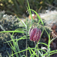 fritillaria-meleagris-mix-3052-2807-2541.jpg