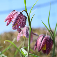 fritillaria-mixed-3052-2807.jpg