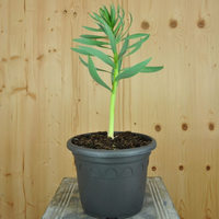 fritillaria-persica-21er-3315.jpg