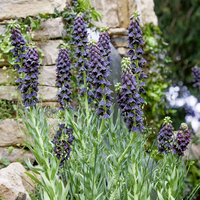 fritillaria-persica-3315-v.jpg