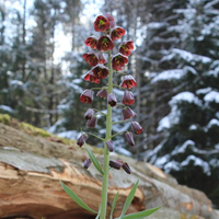 fritillaria-persica-3315.jpg