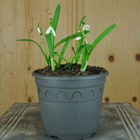galanthus-nivalis-14er-3608.jpg