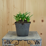 hyacintoides-non-scipta-14er-3740-v.jpg