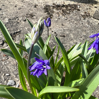 hyacintoides-non-scripta-3740-1.jpg