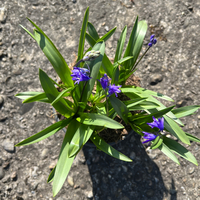 hyacintoides-non-scripta-3740-2.jpg