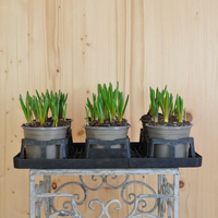 muscari-armeniacum-10-5er-im-palettino-big-smile-blau-1001.jpg