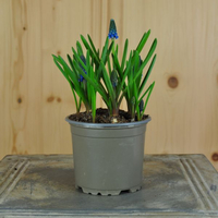 muscari-armeniacum-big-smile-blau-10-5er-1001.jpg
