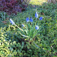 muscari-armeniacum-big-smile-blau-1125-1001.jpg