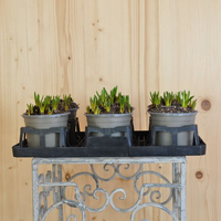 muscari-armeniacum-10-5er-im-palettino-white-magic-1002.jpg