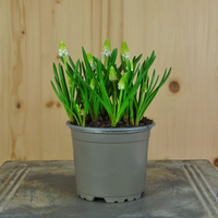 muscari-armeniacum-white-magic-10-5er-1002.jpg