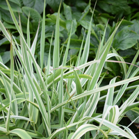 arundo-donax-2495.jpg
