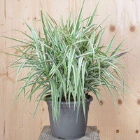 arundo-donax-variegata-compact-25er-2495.jpg