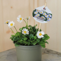 bellis-perennis-floretia-10-5er-3186.jpg