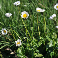 bellis-perennis-floretia-3186-3573.jpg