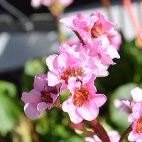 bergenia-cultivar-rosenkristall-2501-2502-1.jpg