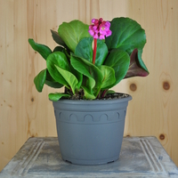 bergenia-cultivars-rosenkristall-16er-2502-v.jpg