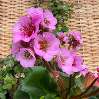 bergenia-cultivars-rosenkristall-2501-2502-v-1.jpg
