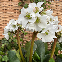 bergenia-cultivars-schneekristall-3170-3280-v-1.jpg