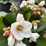 bergenia-cultivars-schneekristall-3170-3280-v-2.jpg