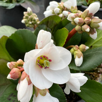 bergenia-cultivars-schneekristall-3170-3280-v-2.jpg
