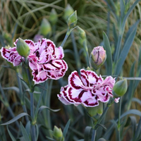dianthus-cultivars-calizo-3475.jpg