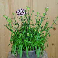 dianthus-cultivars-capitan-cap-calizo-16er-3475.jpg