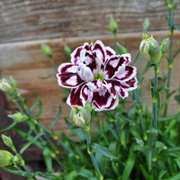 dianthus-cultivars-capitan-cap-calizo-3475.jpg