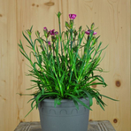 dianthus-capitan-cap-colon-16er-3116.jpg