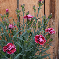 dianthus-cultivars-3116.jpg