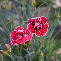 dianthus-cultivars-cap-colon-3116.jpg