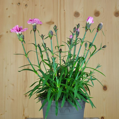 Dianthus Cultivars