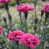 dianthus-cultivars-cap-cook-3118.jpg