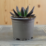 echeveriia-affinis-10-5er-3835-1.jpg