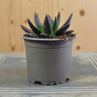 echeveriia-affinis-10-5er-3835-1.jpg