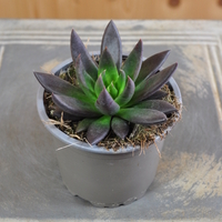 echeveriia-affinis-10-5er-3835-2.jpg