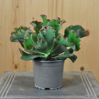 echeveria-dicks-pink-10-5er-3831-1.jpg