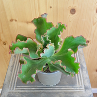 echeveria-dicks-pink-10-5er-3831-2.jpg
