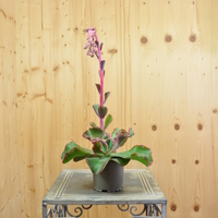 echeveria-dicks-pink-bluete-10-5er-3831.jpg