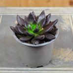 echeveria-gothika-10-5er-3832-1.jpg