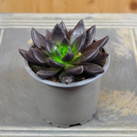 echeveria-gothika-10-5er-3832-1.jpg