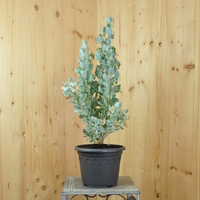 atriplex-halimus-silver-holly-21er-3848.jpg