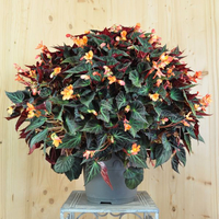 begonia-boliviensis-glowing-embers-orange-25er-3538.jpg