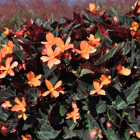 begonia-boliviensis-glowing-embers-orange-3538.jpg