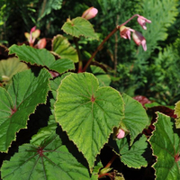 begonia-gr-evansiana-3431.jpg
