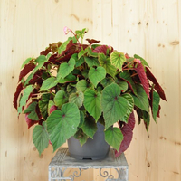 begonia-grandis-evansiana-25er-3431.jpg