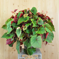 begonia-grandis-evasiana-25er-3431.jpg